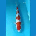Kohaku Male 27 Cm