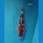 Sanke 30 Cm