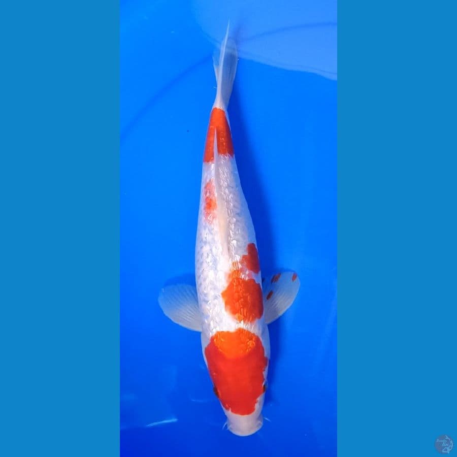 kohaku gindrin 30cm