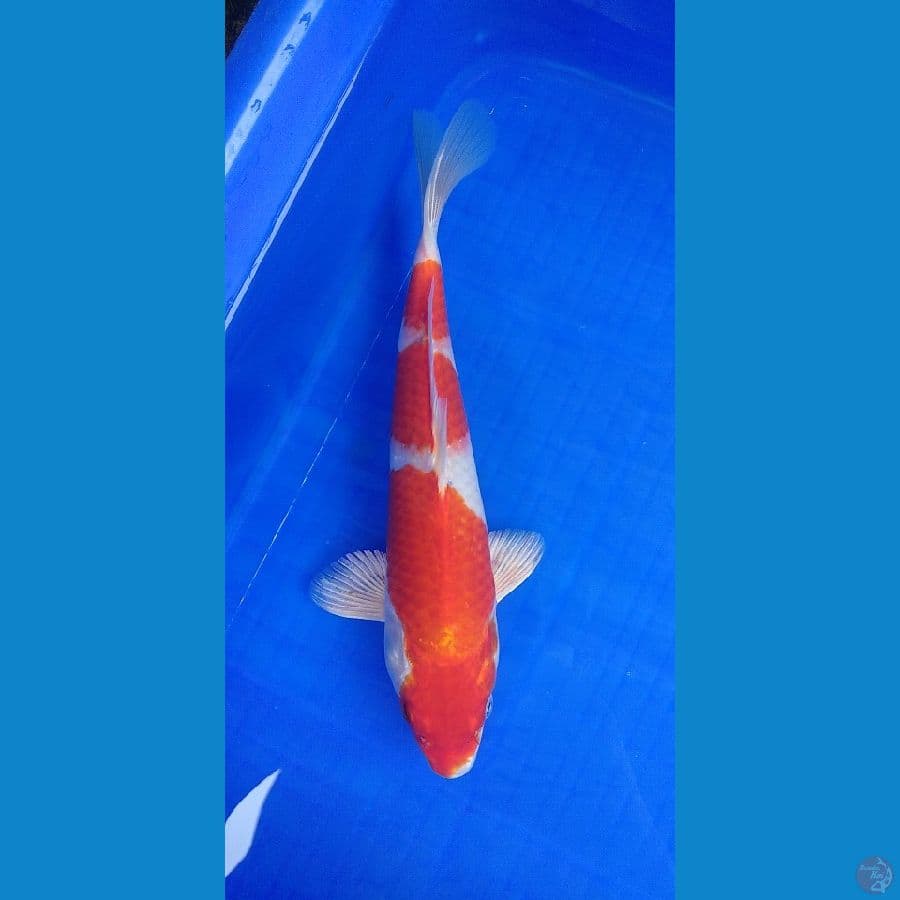 sakura ogon 25m