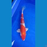 sakura ogon 25m