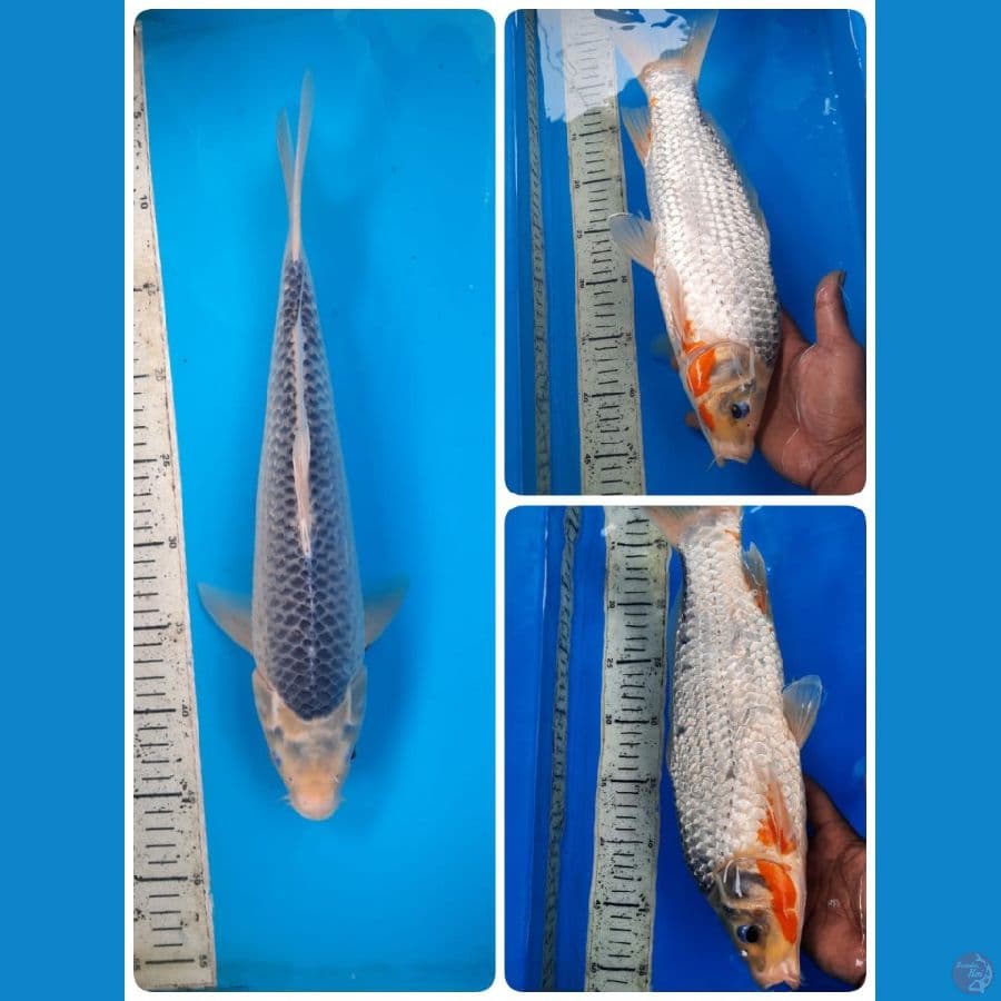 asagi 38cm