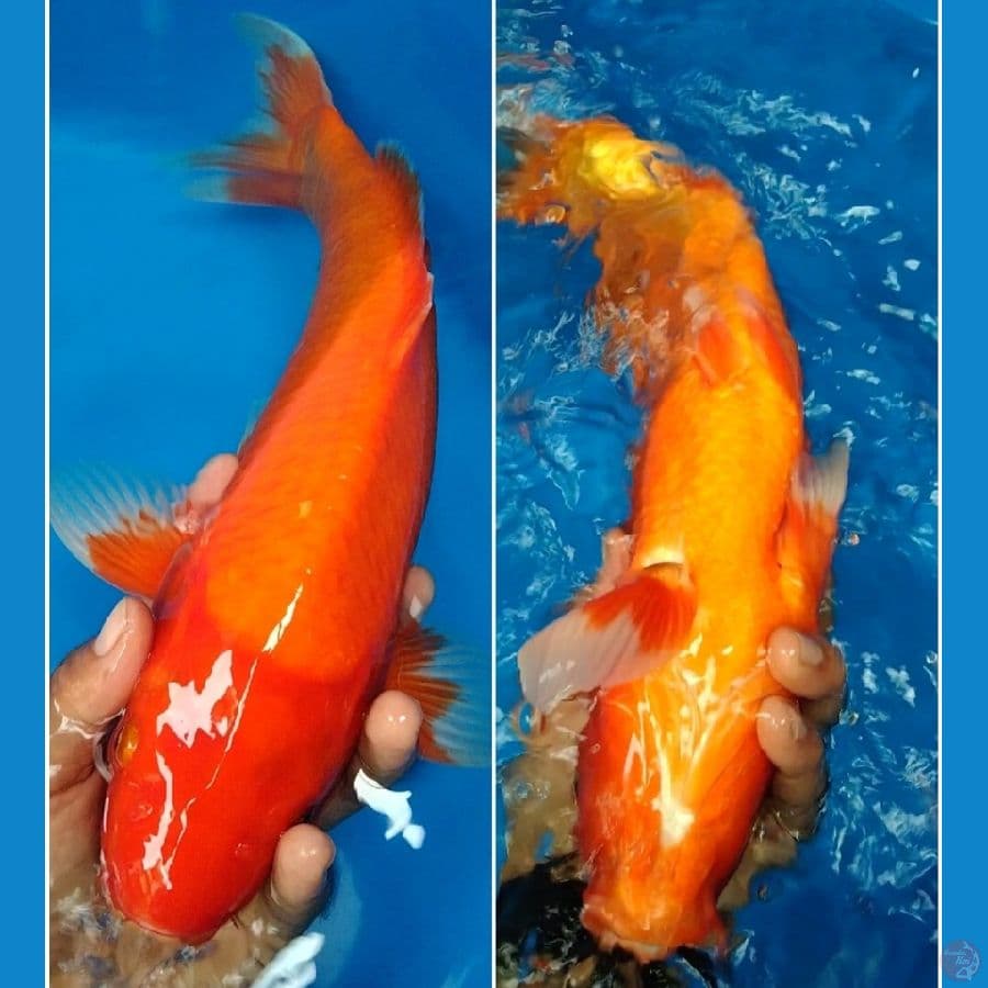 aka motogoro jantan 41cm 