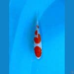 KOHAKU 20 CM
