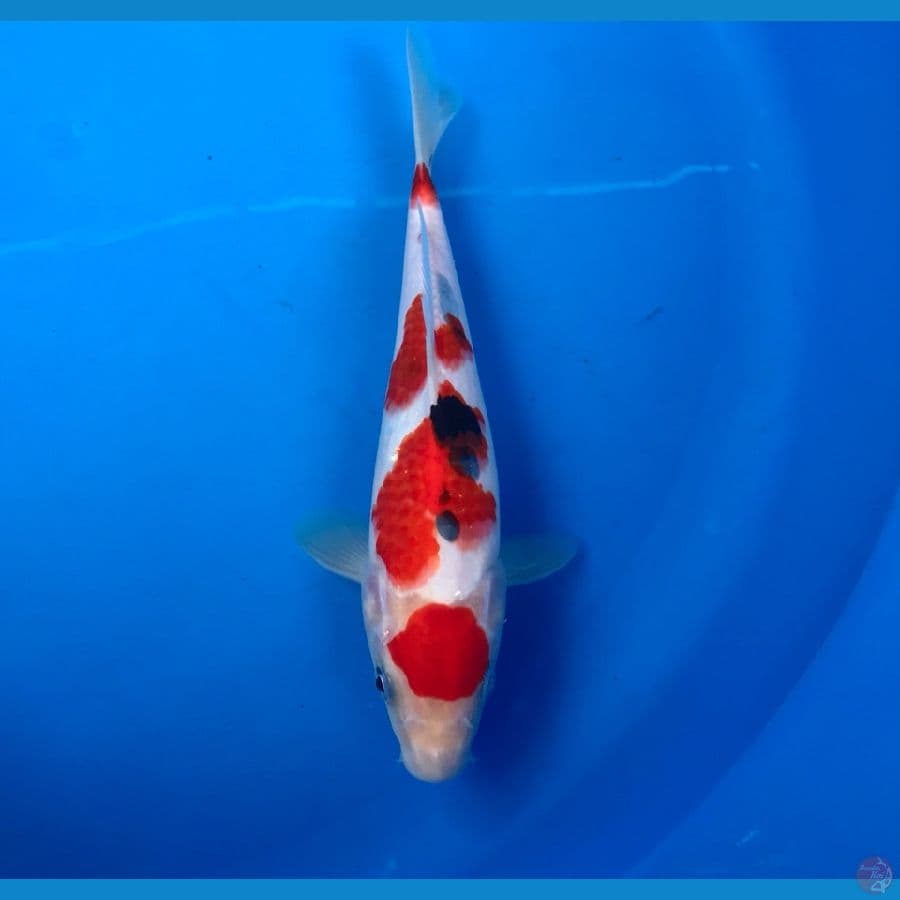 maruten sanke 23cm