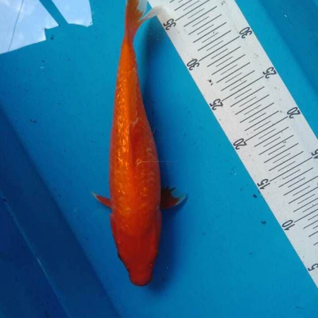 benigoi ginrin 30 cm