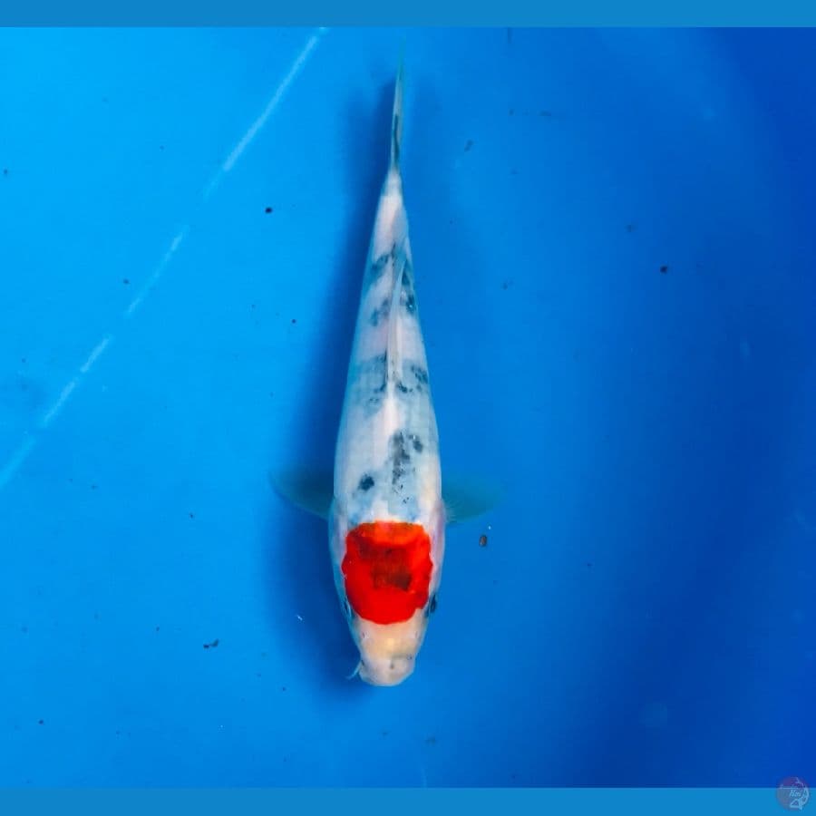 tancho tategoi 20cm