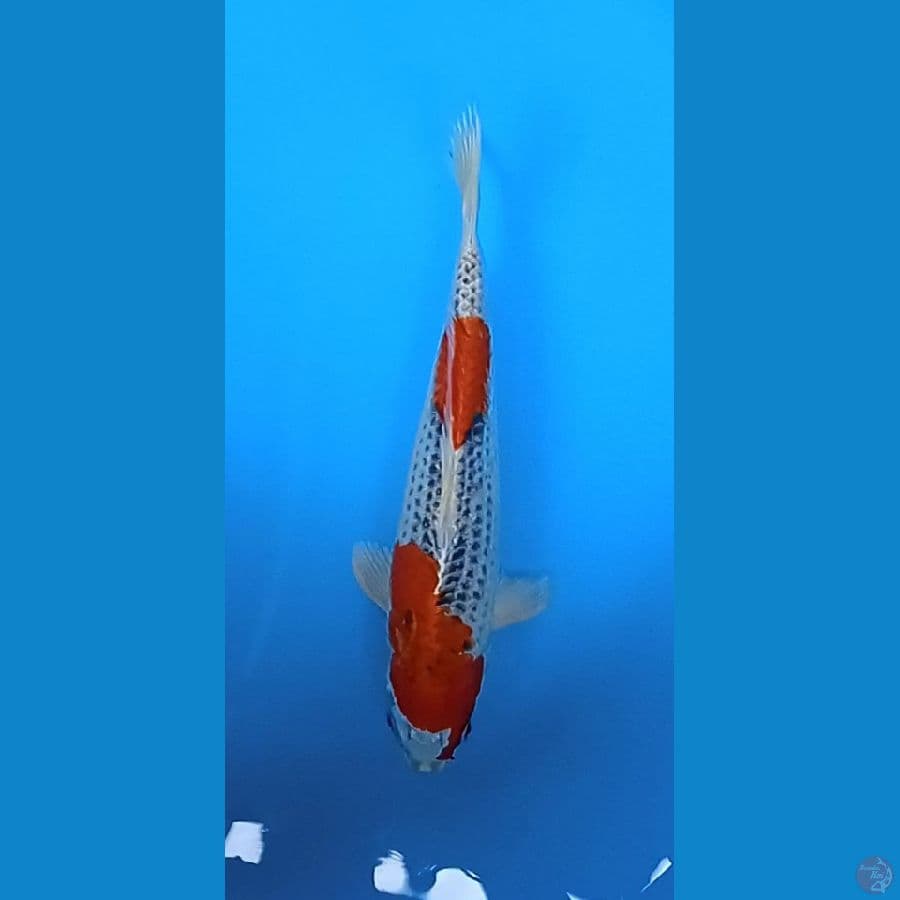 goshiki size : 30 cm jantan