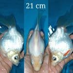 Tamasaba Long Tail
