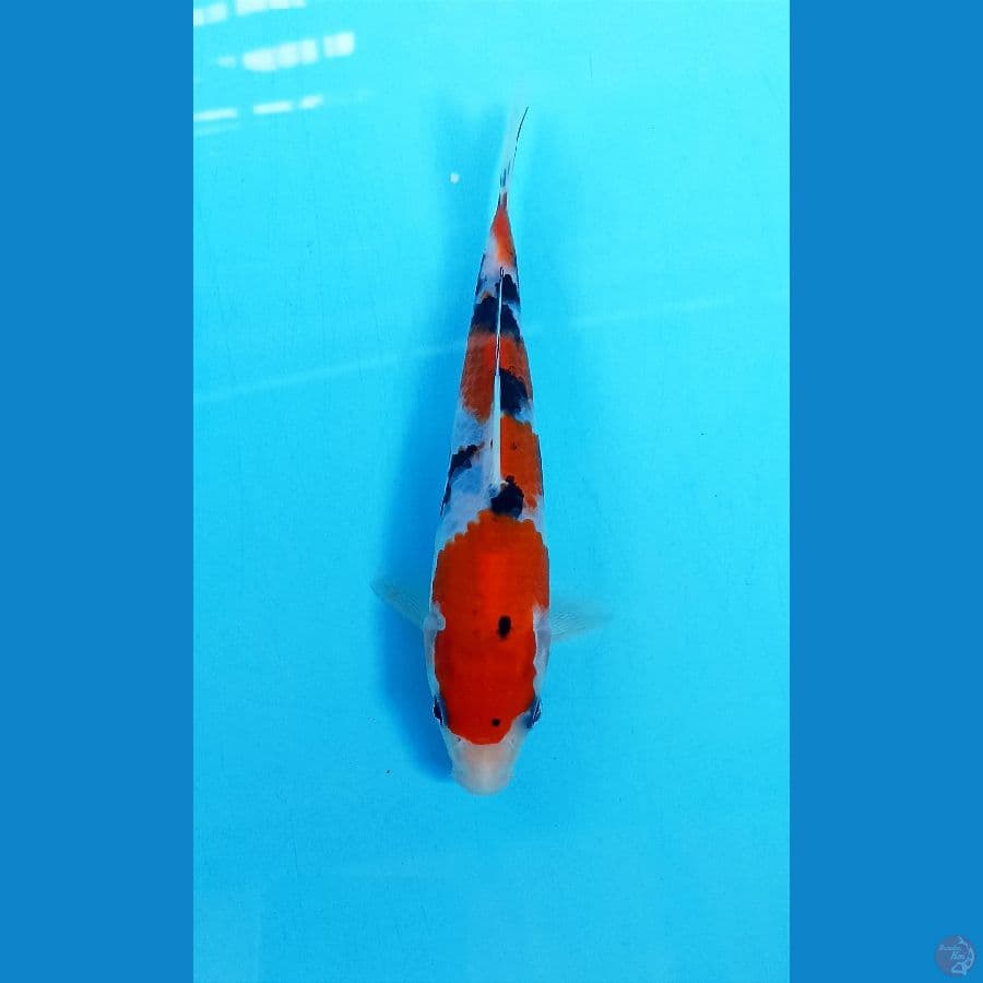 Sanke 17cm