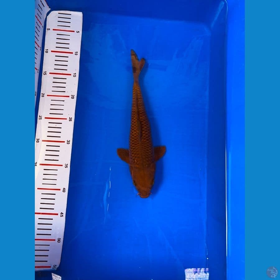 cagoi tembaga 32cm 