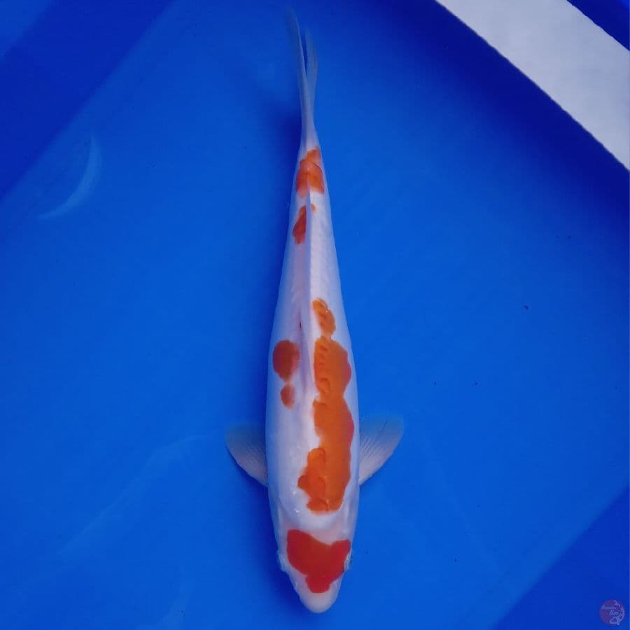 MARUTEN DOITSU KOHAKU 32CM JANTAN