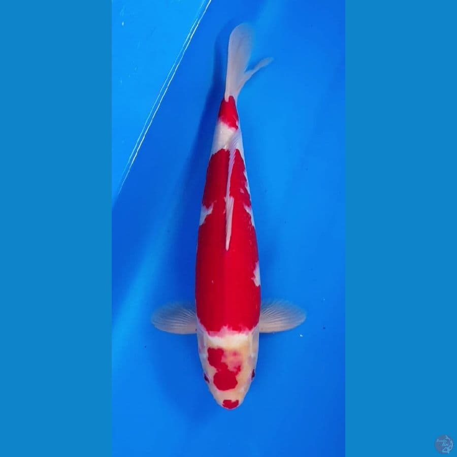 kucibeni kohaku 39 cm