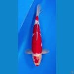 kucibeni kohaku 39 cm