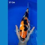 Showa (M, 37Cm)