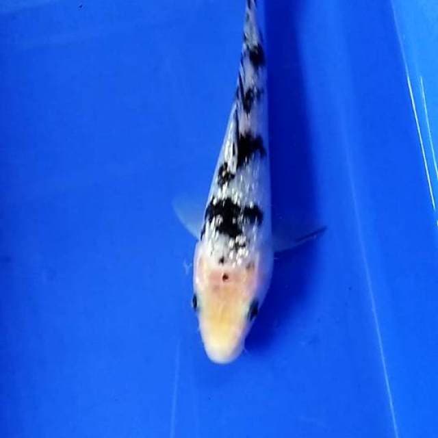 Bekko full ginrin