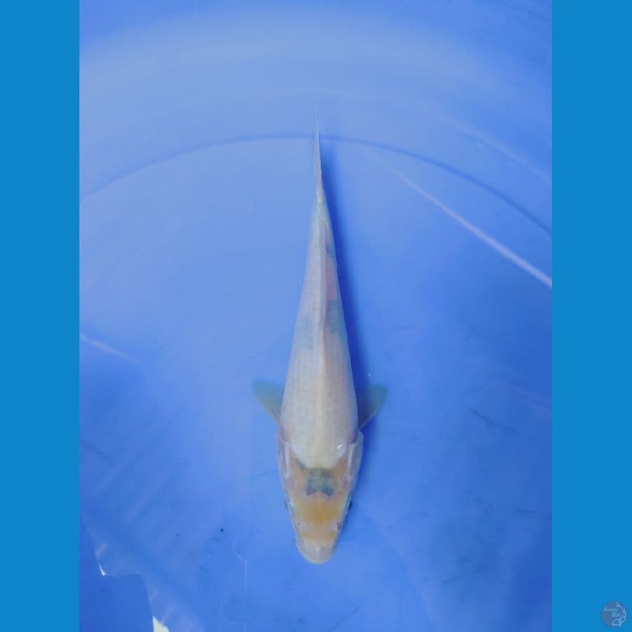 tategoi siro 23cm