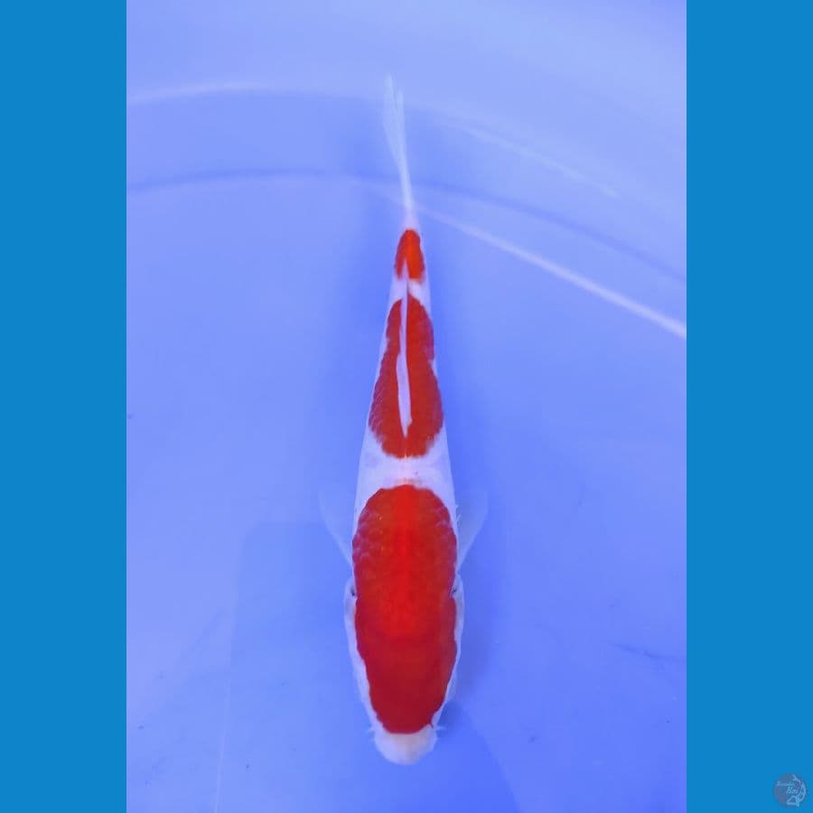 20cm