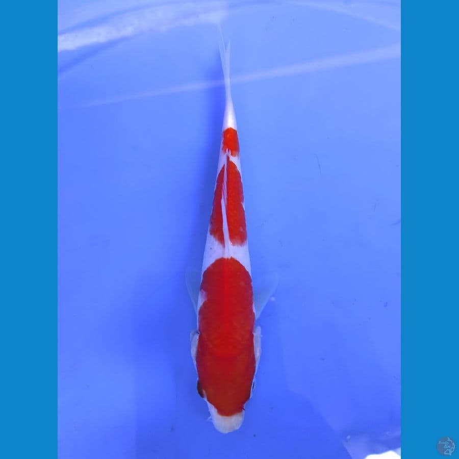 15cm