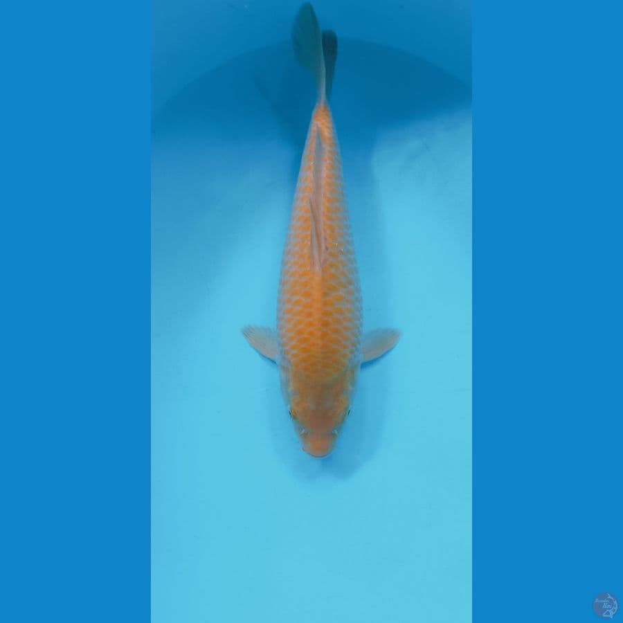 KARASI CORN 32CM (MALE)