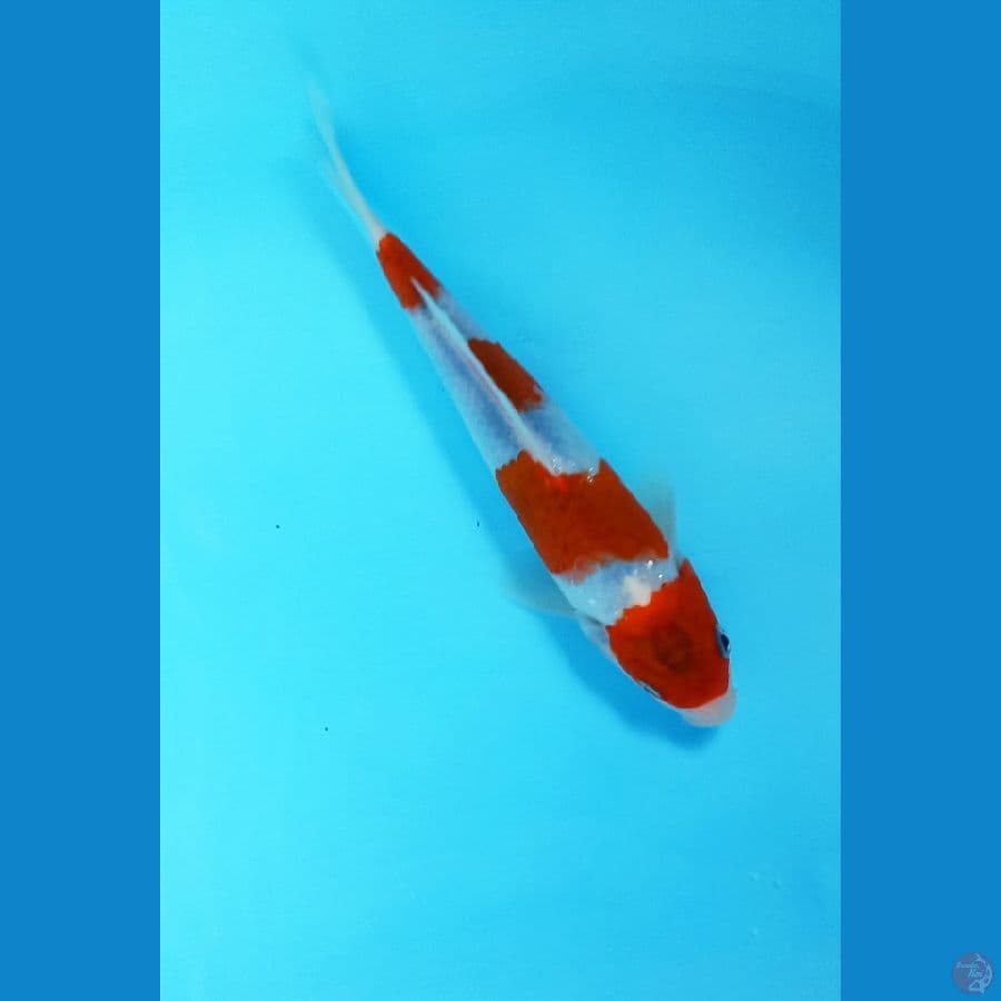 Ai goromo 20cm