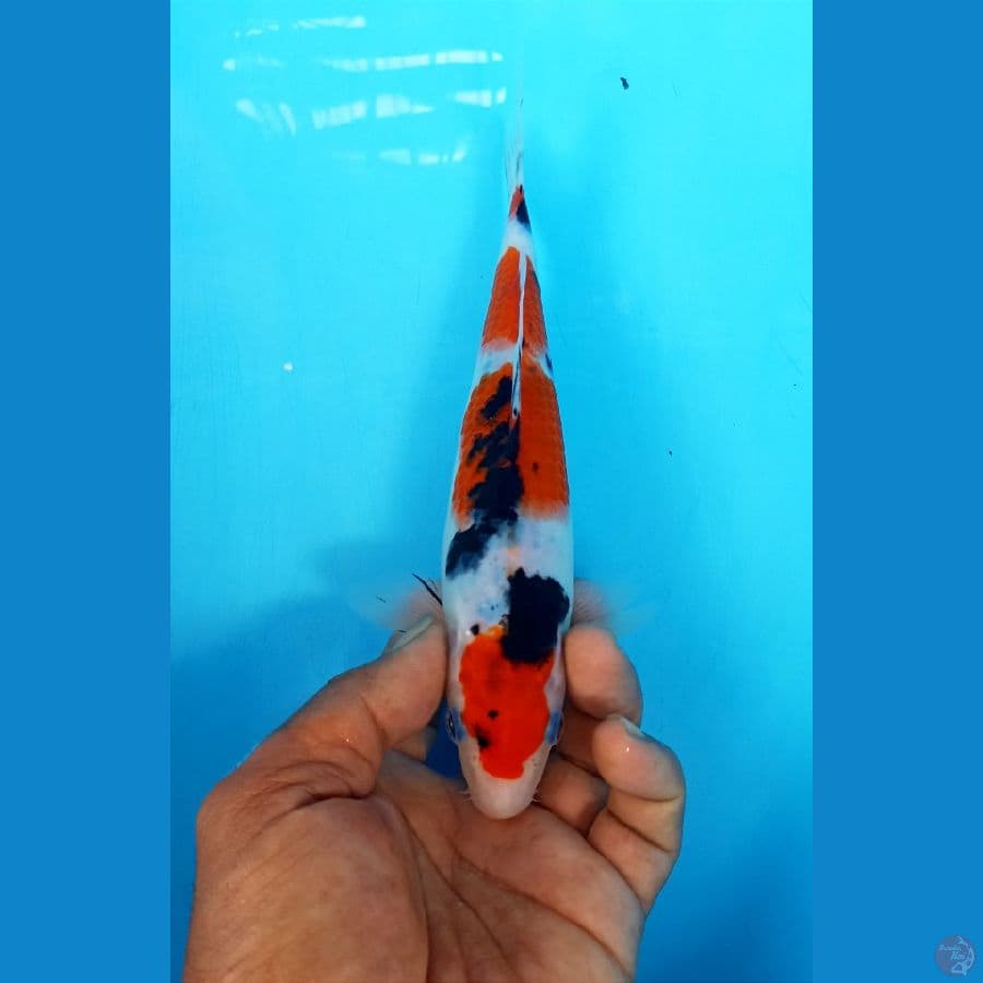 Sanke 22cm