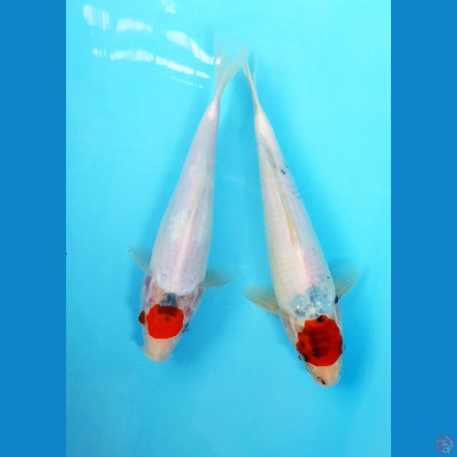 Tancho 23/24cm