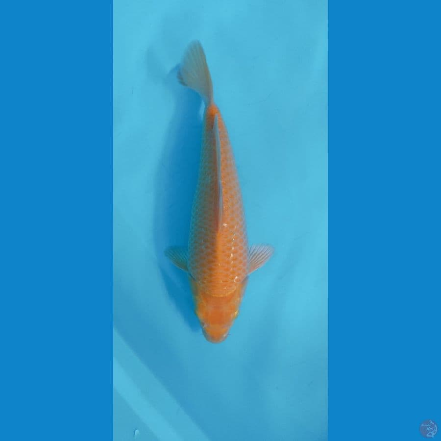 KARASI CORN BODY JOS 31CM (MALE) PUNUK