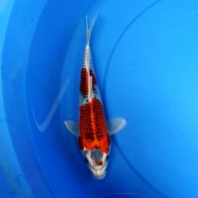 Kujaku merah