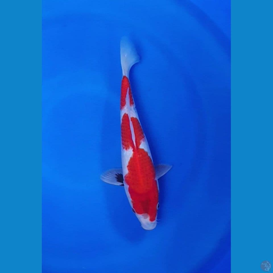 SHOWA TATEGOI SQ 30cm