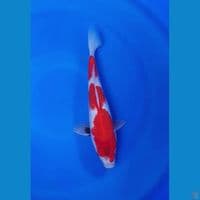 SHOWA TATEGOI SQ 30cm