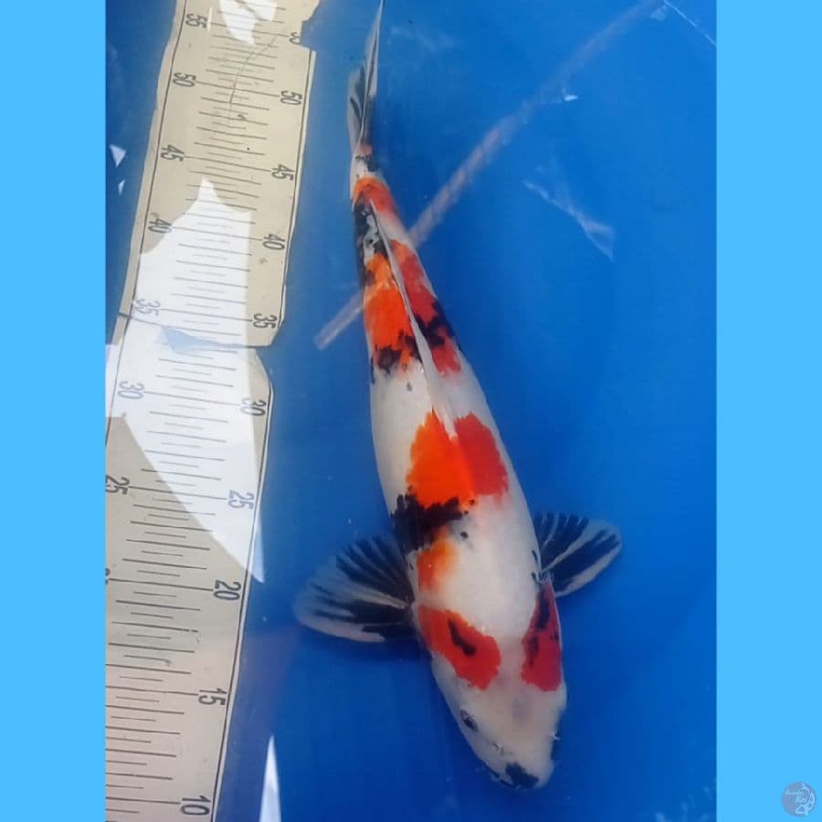 Showa 42cm