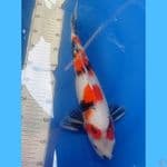 Showa 42cm