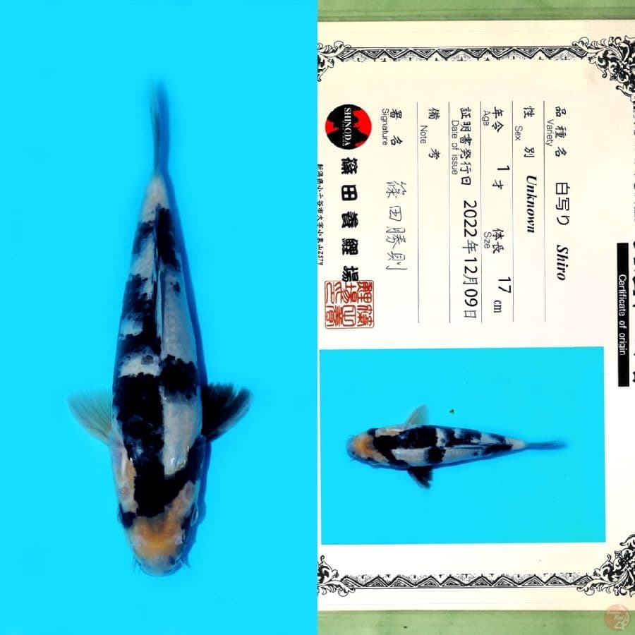 SHINODA SHIRO HQ 22CM
