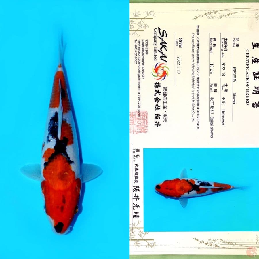 SAKAI SHOWA HQ 23CM