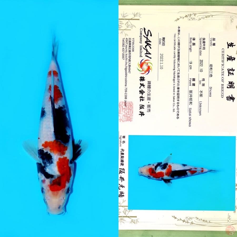 SAKAI SHOWA HQ 24CM
