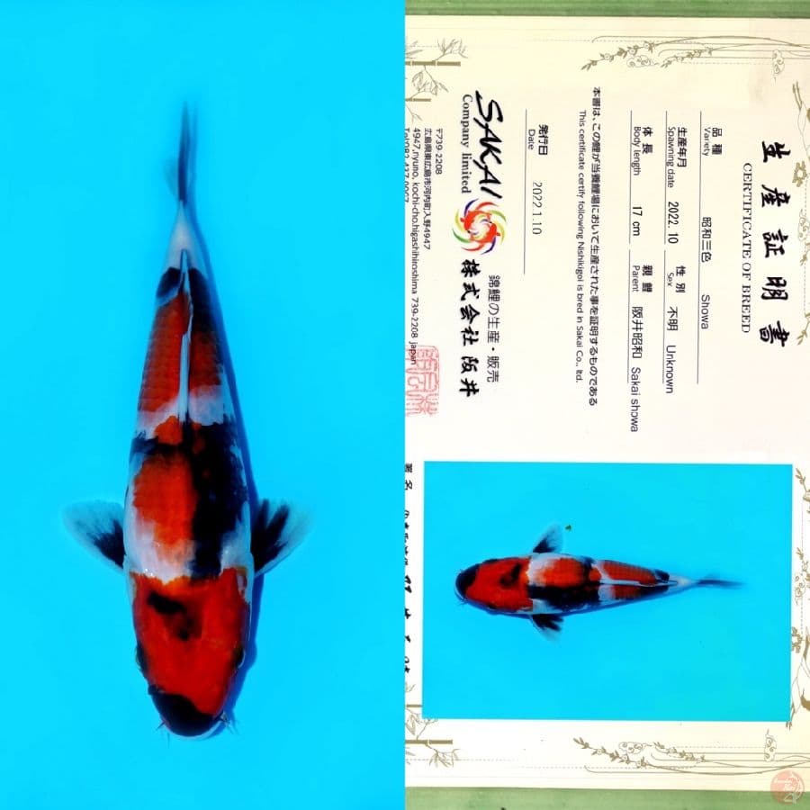 SAKAI SHOWA HQ 22CM
