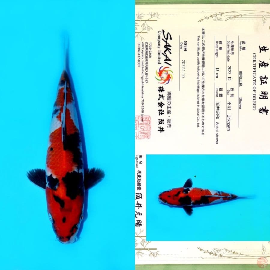 SAKAI SHOWA HQ 23CM