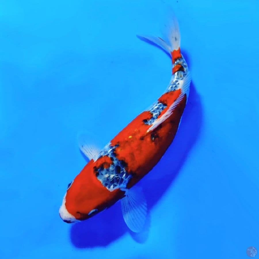 1.GOSHIKI GINRIN 35CM FEMALE