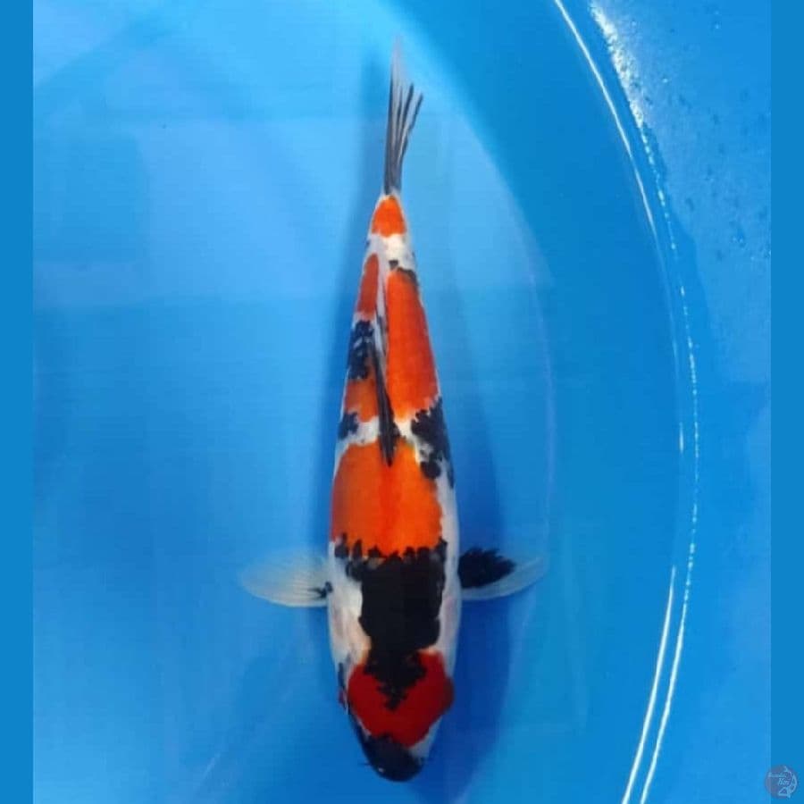 Showa maruten 30cm