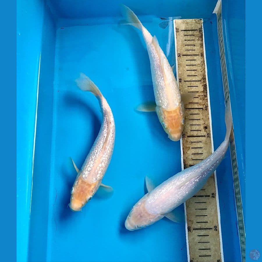 shiromuji ginrin 25cm