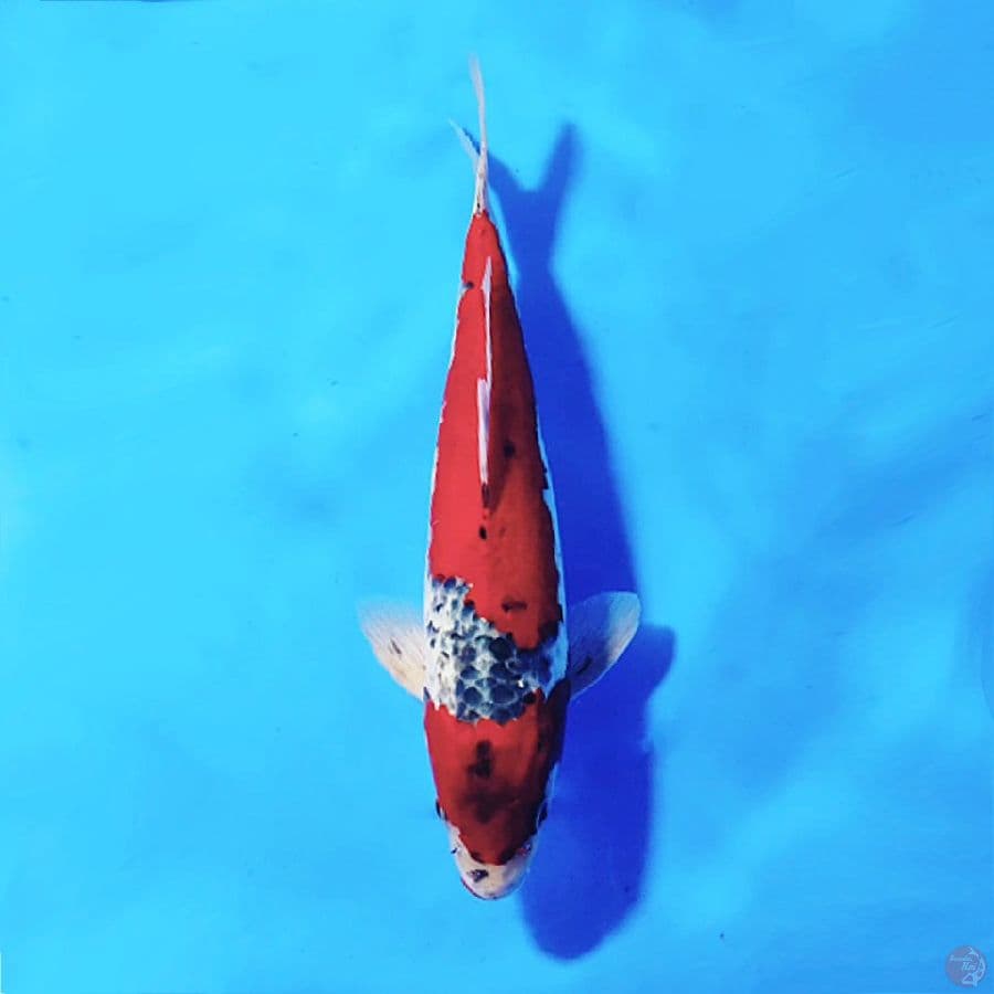 2.RED GOSHIKI JANTAN 36CM MALE