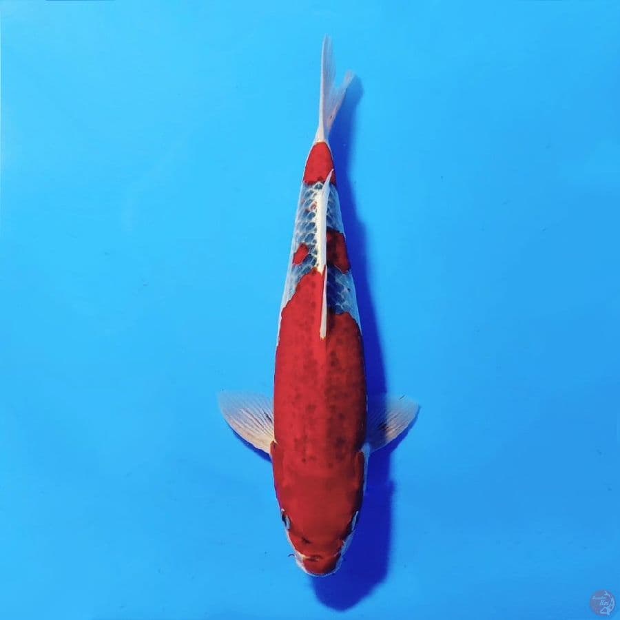GOSHIKI STRONG 37CM MALE