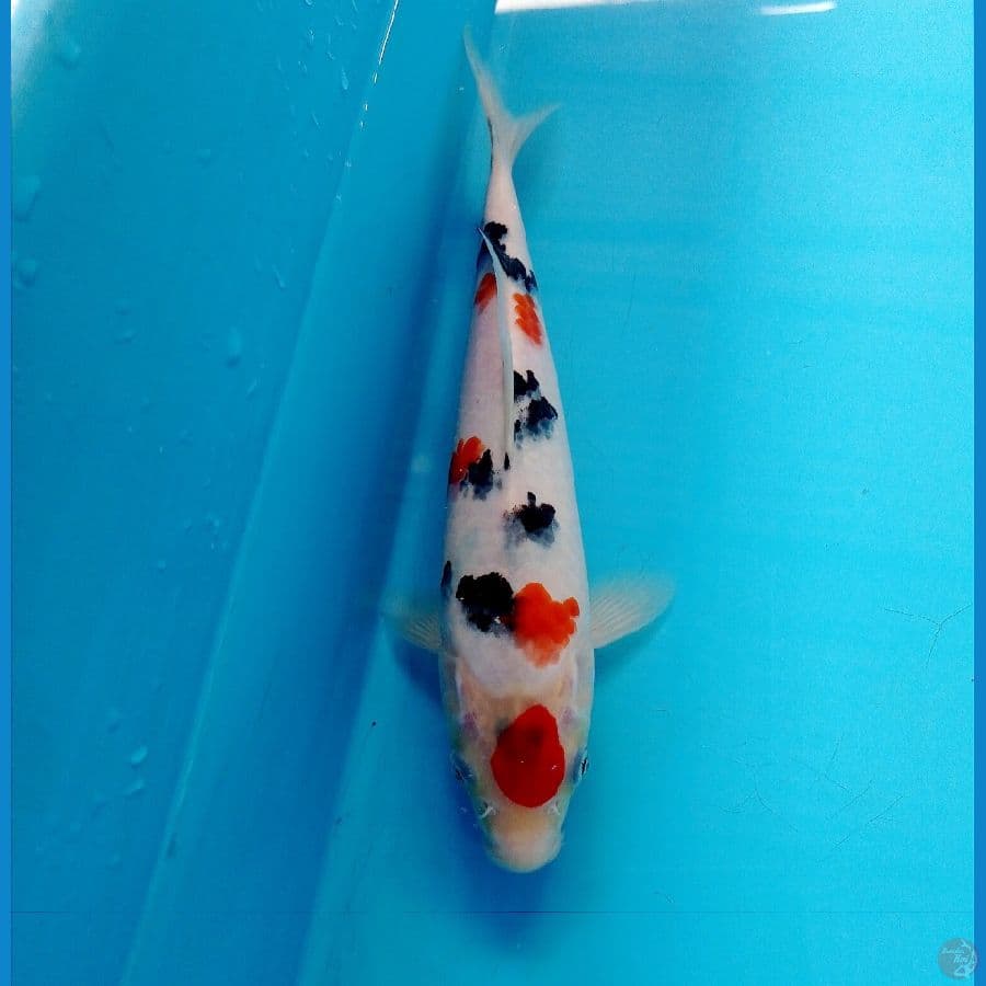 sanke 24 cm