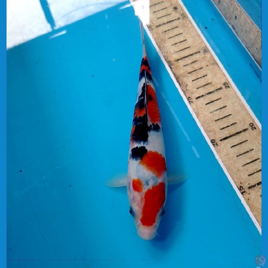 sanke 20 cm