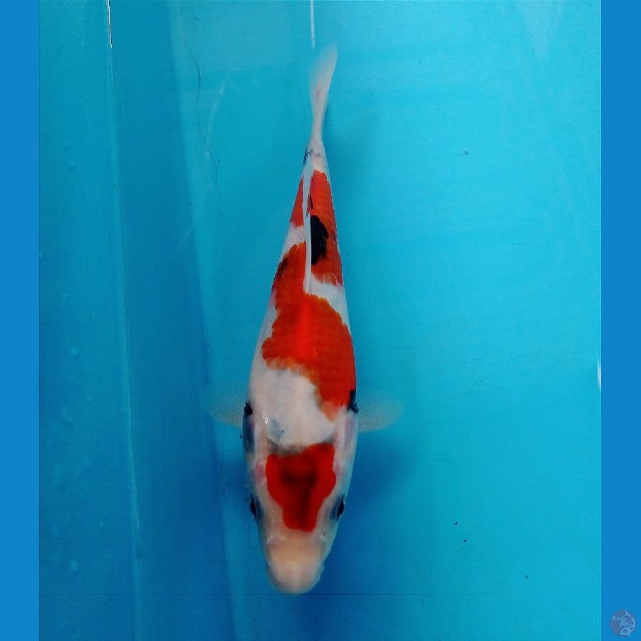 showa 20 cm