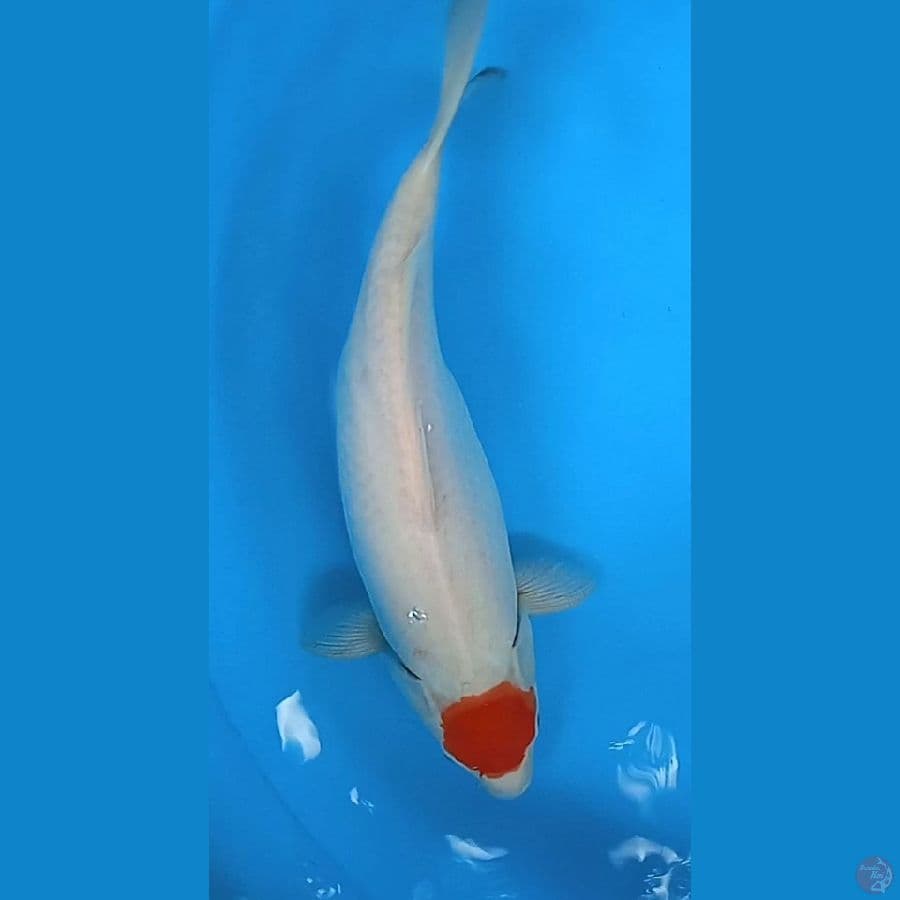TC kuhaku dize : 39 cm betina 