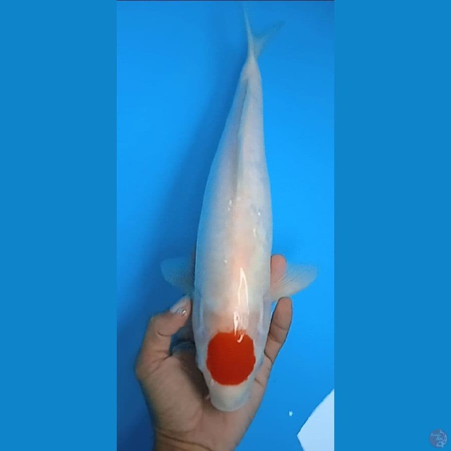 TC kuhaku bersih size : 37 cm 