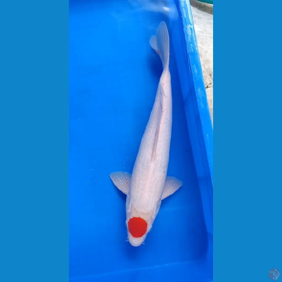 Tc Kohaku 38cm Jantan Ori