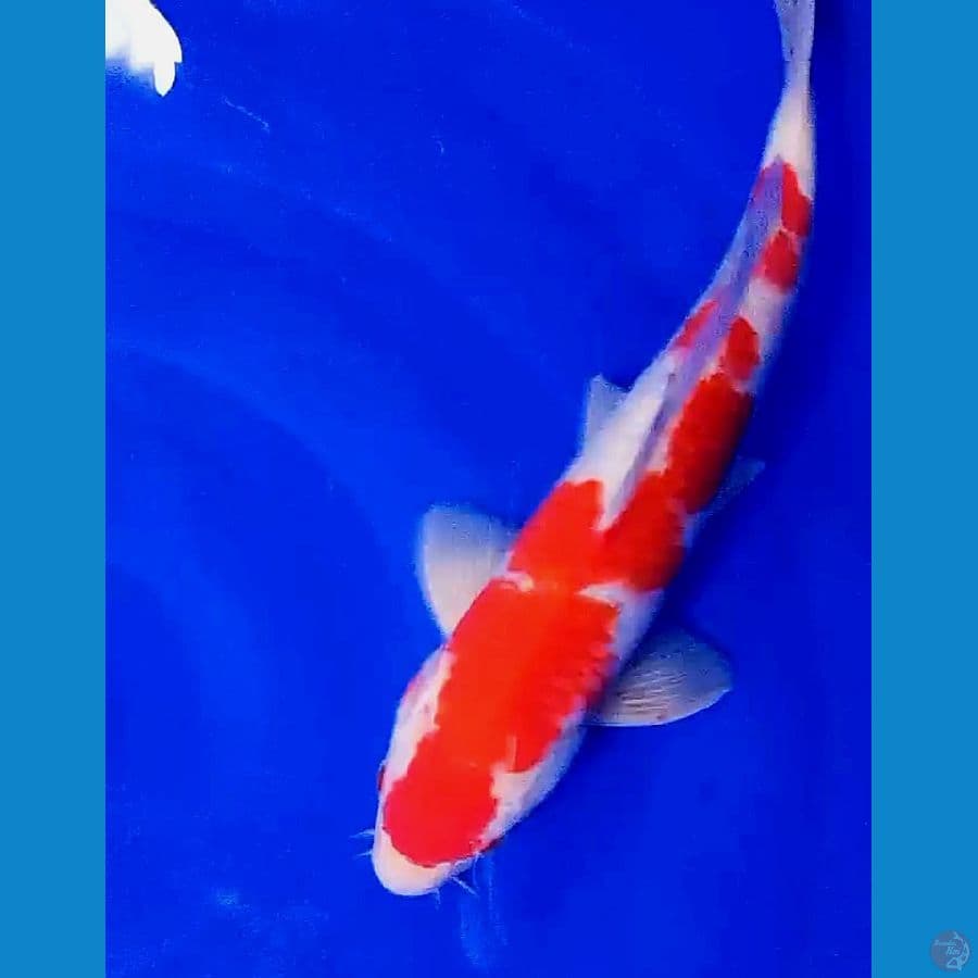red strong kohaku M 36 cm